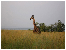 Uganda giraffe national park