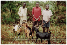 Kids with goats in Adwila, Northern Uganda